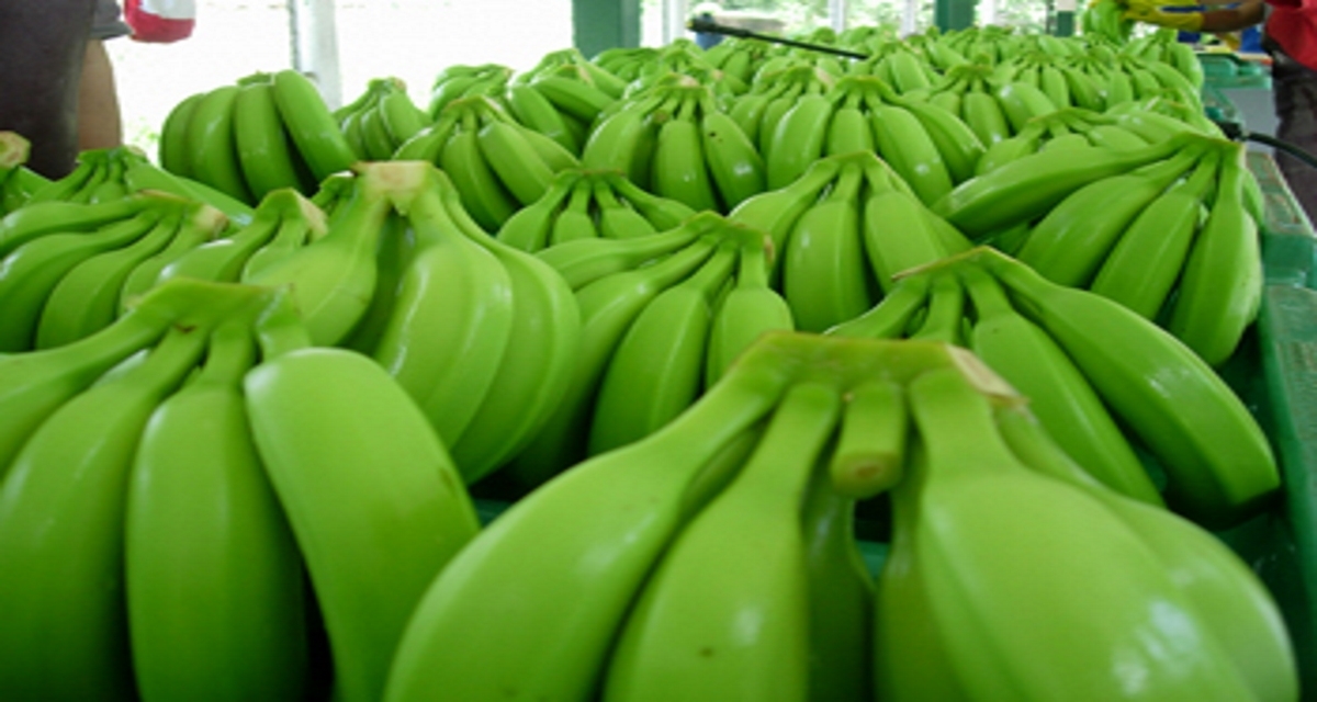 Banano Orgánico